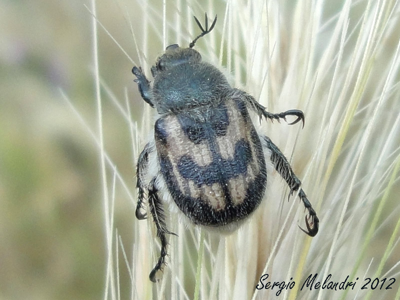 Rutelidae - Anisoplia ?